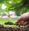 Día del Árbol en México – Ayuda al Planeta Desde Casa con 32 Mil Árboles Plantados por Anuncios Día del Árbol en México – Ayuda al Planeta Desde Casa con 32 Mil Árboles Plantados por Anuncios