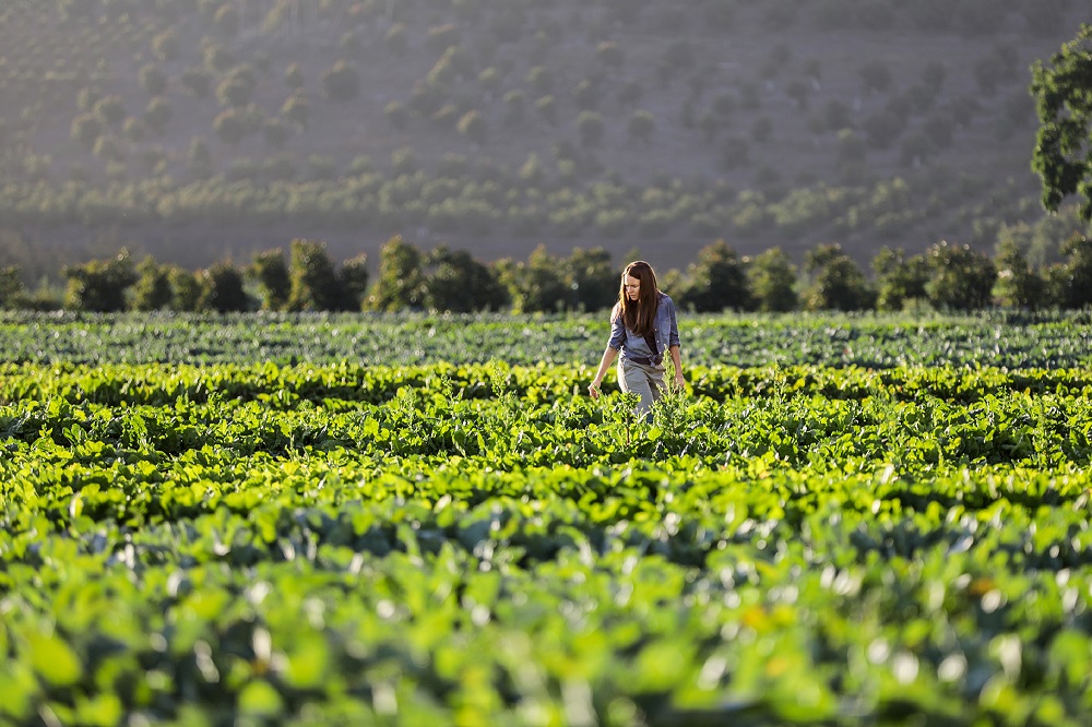 Bayer y Microsoft establecen una asociación estratégica para optimizar y promover las capacidades digitales para la cadena de valor de alimentos, forrajes, combustibles y fibras