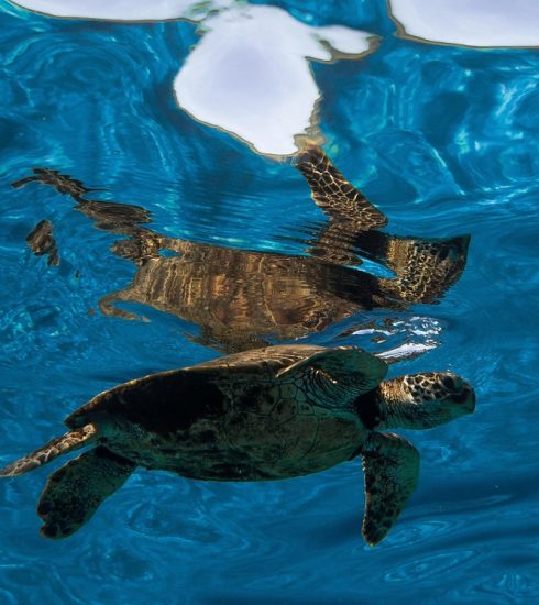 Hoteles refuerzan acciones de protección de las tortugas marinas
