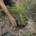 Volkswagen de México logra la meta de plantar un millón de árboles en el país y amplía su meta de reforestación para 2025 en Guanajuato