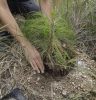 Volkswagen de México logra la meta de plantar un millón de árboles en el país y amplía su meta de reforestación para 2025 en Guanajuato