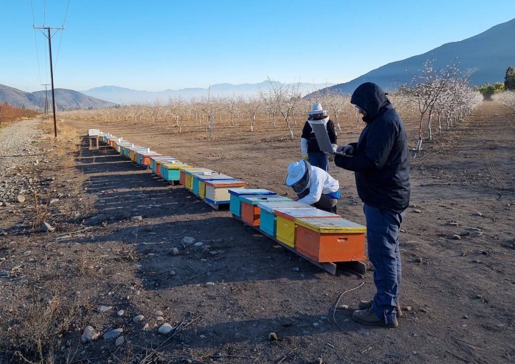 The Earth Says, startup que aplica inteligencia artificial en el manejo de las abejas se posiciona en México