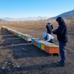 The Earth Says, startup que aplica inteligencia artificial en el manejo de las abejas se posiciona en México