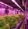 La luz LED: el ingrediente saludable para la producción de alimentos sostenibles