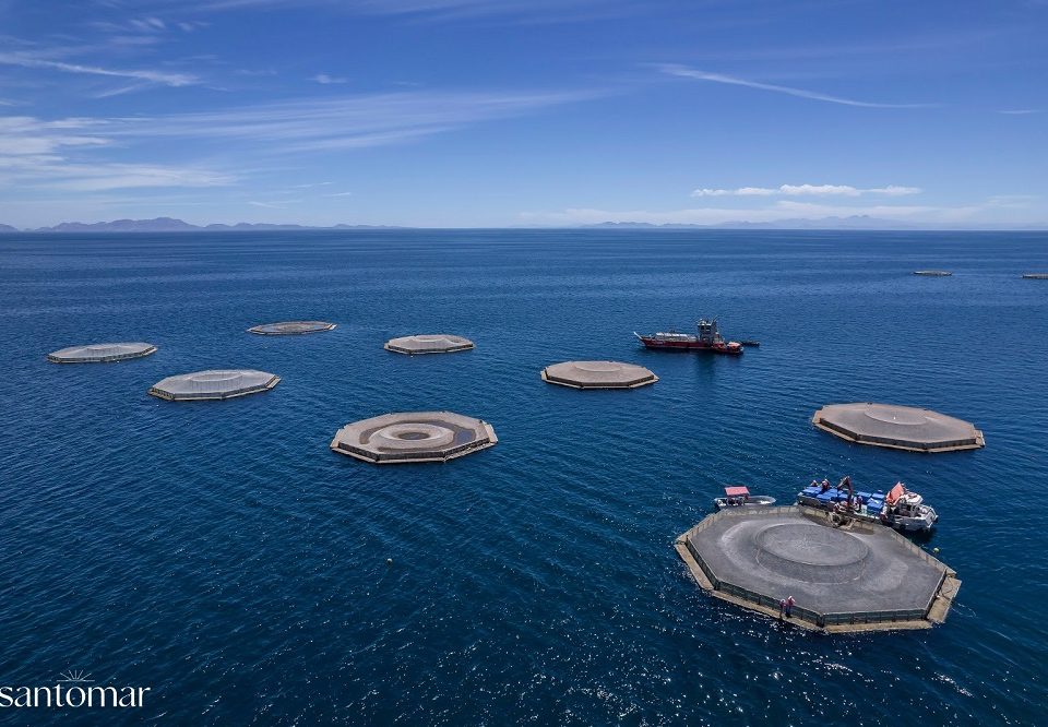 Santomar apuesta por la acuacultura regenerativa de Totoaba con un impacto positivo en el ecosistema marino
