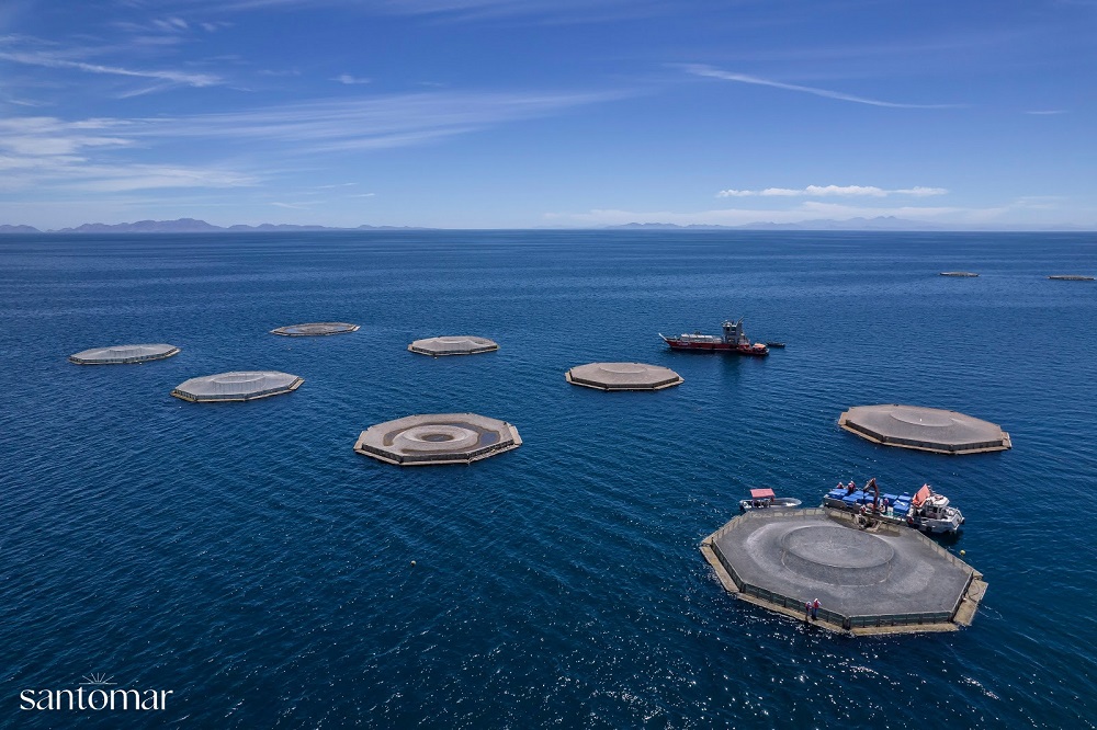 Santomar apuesta por la acuacultura regenerativa de Totoaba con un impacto positivo en el ecosistema marino