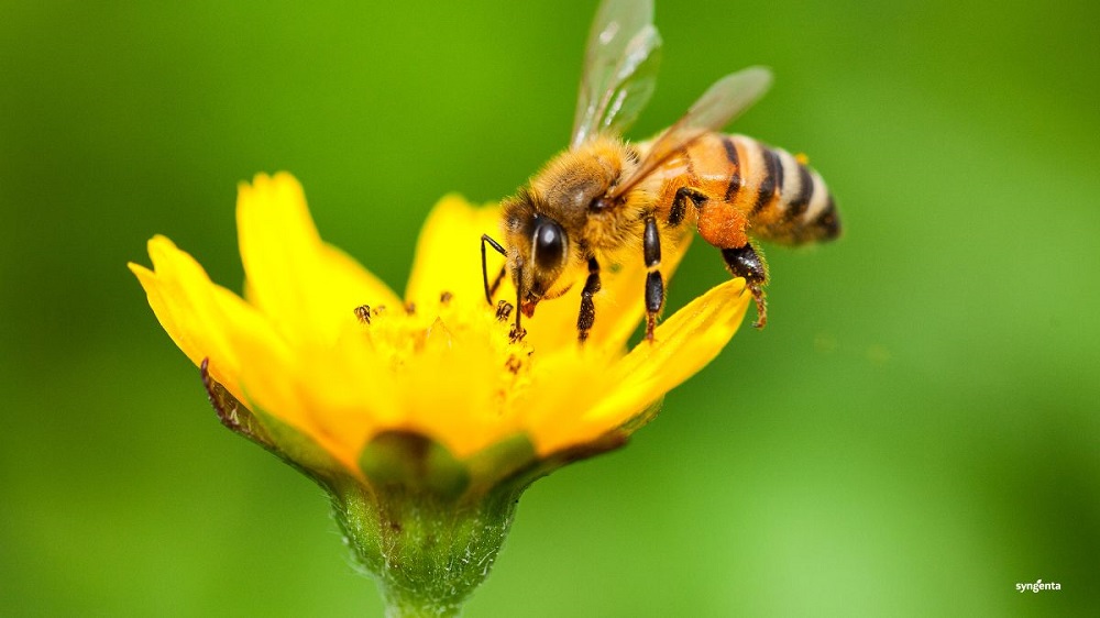 Día Mundial de las Abejas: Syngenta protege la vida de los polinizadores en 52,308 hectáreas de cultivos agrícolas en Latinoamérica Norte