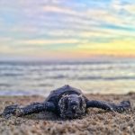 Suman recursos para proteger a las tortugas marinas en las playas de Oaxaca en la temporada de desove