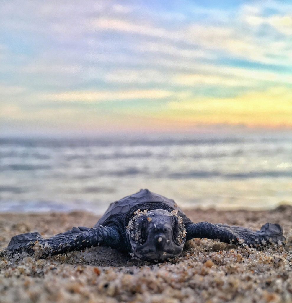 Suman recursos para proteger a las tortugas marinas en las playas de Oaxaca en la temporada de desove