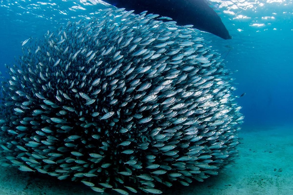 COMEPESCA impulsa la Economía Azul en el Día de los Océanos COMEPESCA impulsa la Economía Azul en el Día de los Océanos