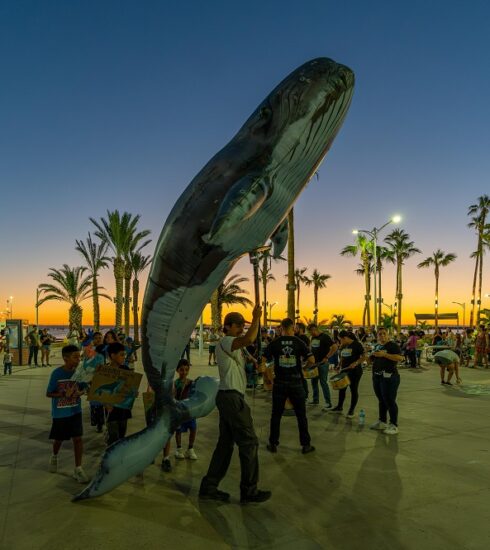 Las ballenas demandan justicia: inicia batalla legal por el Golfo de California