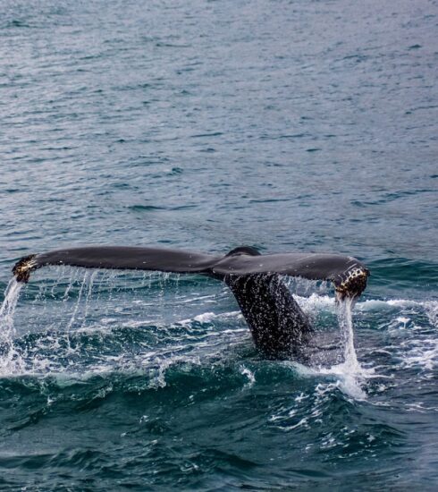 Organizaciones Ambientales de la Coalición Ballenas o Gas Llaman a Participar en Consulta Pública para Pedir que se Frene el Proyecto Amigo GNL