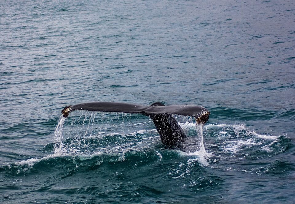 Organizaciones Ambientales de la Coalición Ballenas o Gas Llaman a Participar en Consulta Pública para Pedir que se Frene el Proyecto Amigo GNL