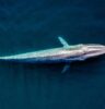 Experimenta la Sinfonía Oceánica de las Ballenas Grises y Azules en Baja California Sur