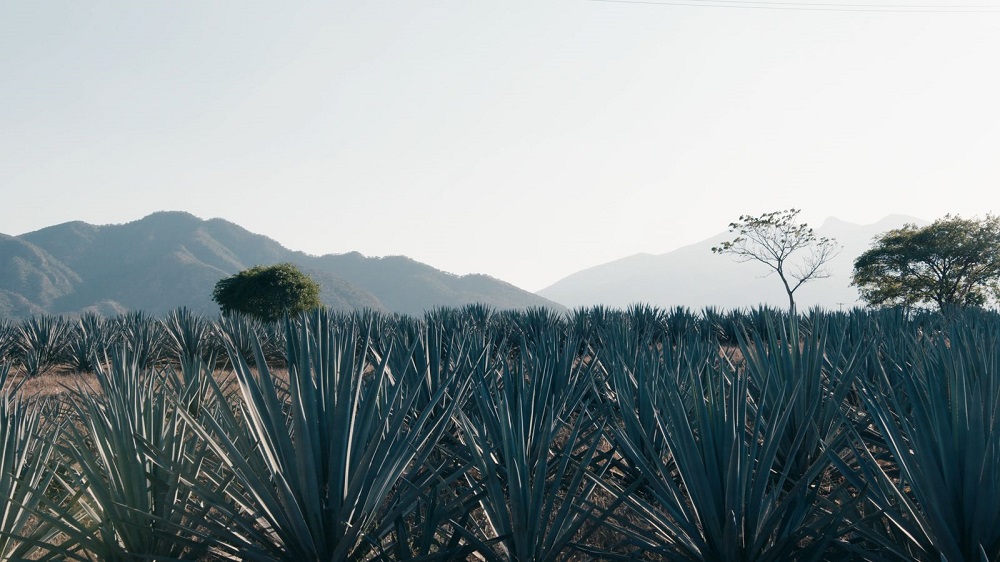 El Agua Redefine la Producción de Tequila en Casa Herradura El Agua Redefine la Producción de Tequila en Casa Herradura