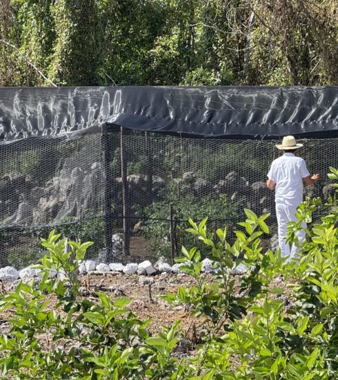La agricultura sostenible no es una idea nueva: conoce estas 5 prácticas que siguen vigentes